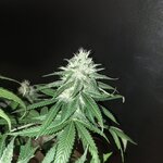 IMG_20260809_141224_067@467864771.jpg